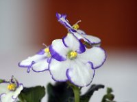 Afircian Violet